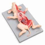 Fetal Pig Model